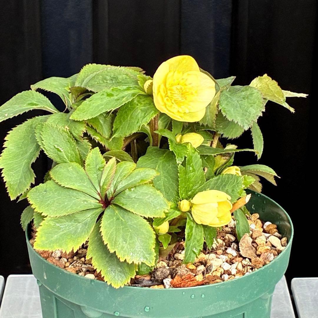 u*0様 3569☘️沢山花蕾付☘️ボリュームSD⭐️超小輪⭐️オーレア⭐️超コ