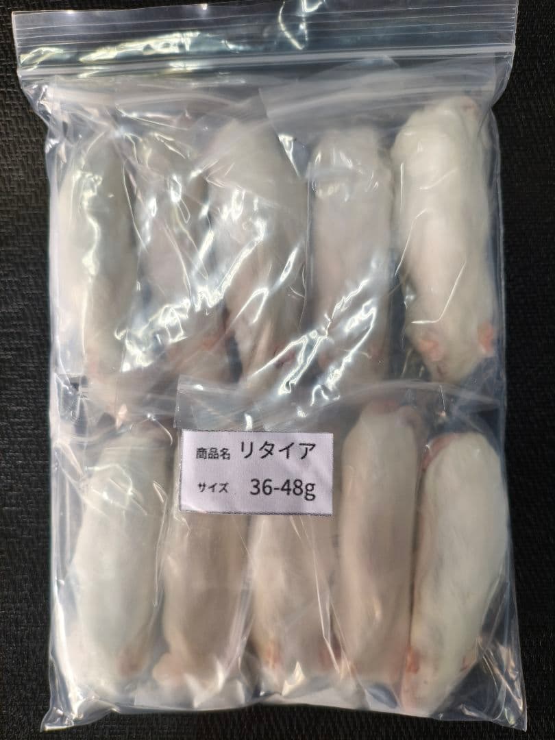 送料無料 冷凍マウスリタイア50匹 - メルカリ