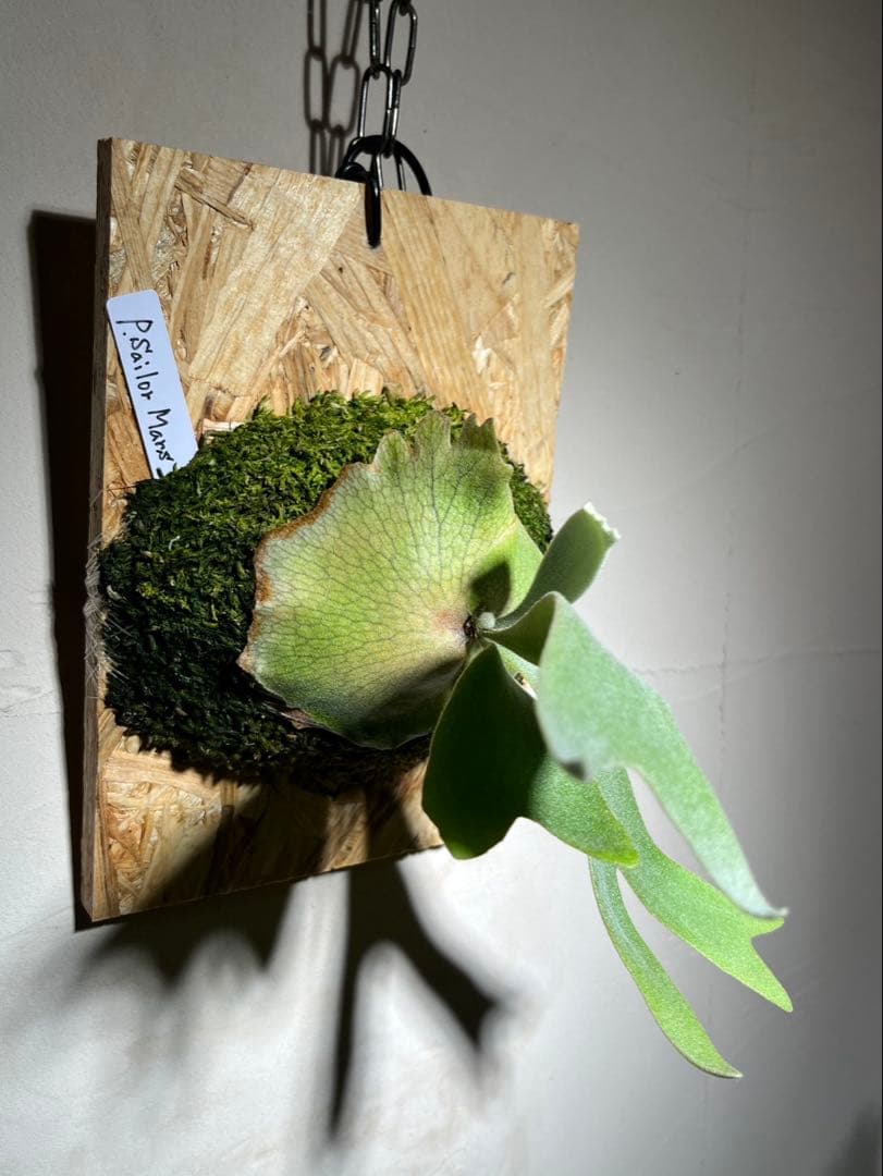 Willinckii Sailor Mars OC セーラーマーズ 株分け4ヶ月 - メルカリ