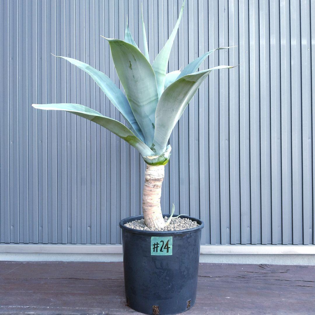 24 アガベ アテナータ ハンチントンブルー (スーパーノヴァ) - メルカリ