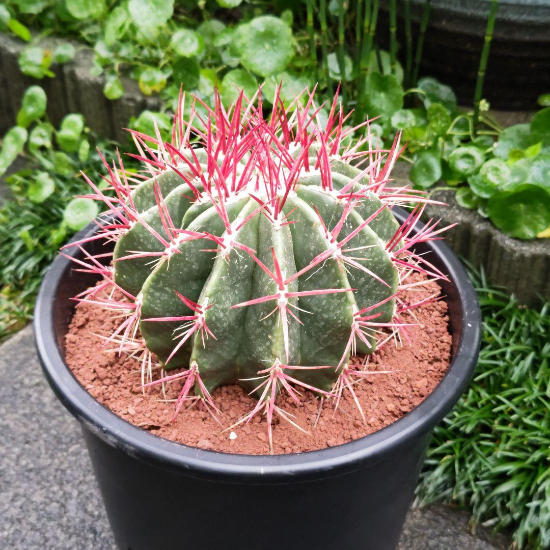 サボテン 赤鳳 セキホウ 8号 希少品 ビッグサイズ 本物 観葉植物