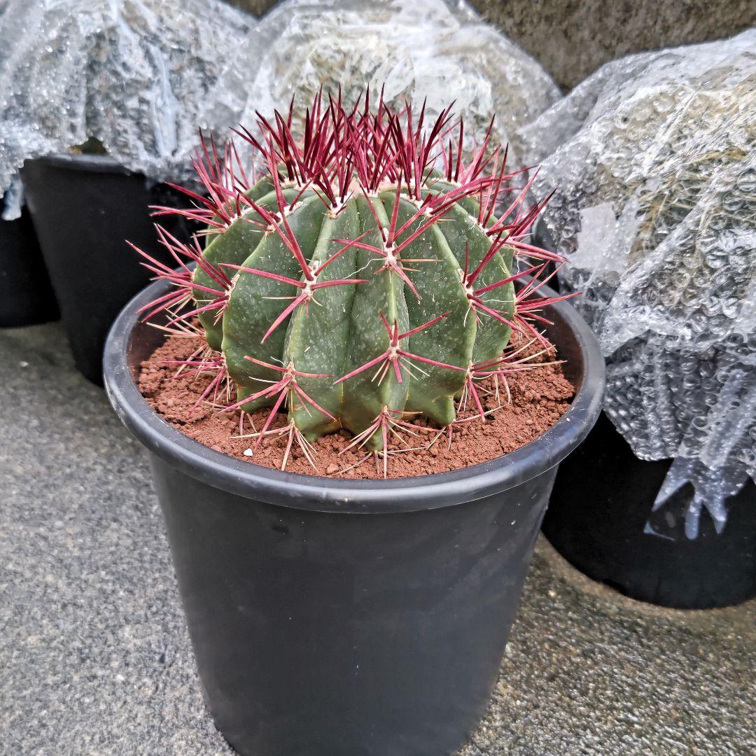 サボテン 赤鳳 セキホウ 8号 希少品 ビッグサイズ 本物 観葉植物