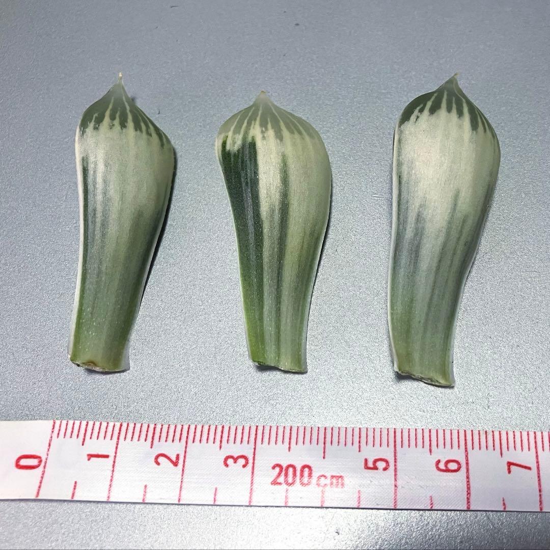 ハオルチア 白蛇伝 葉挿し苗 - メルカリ