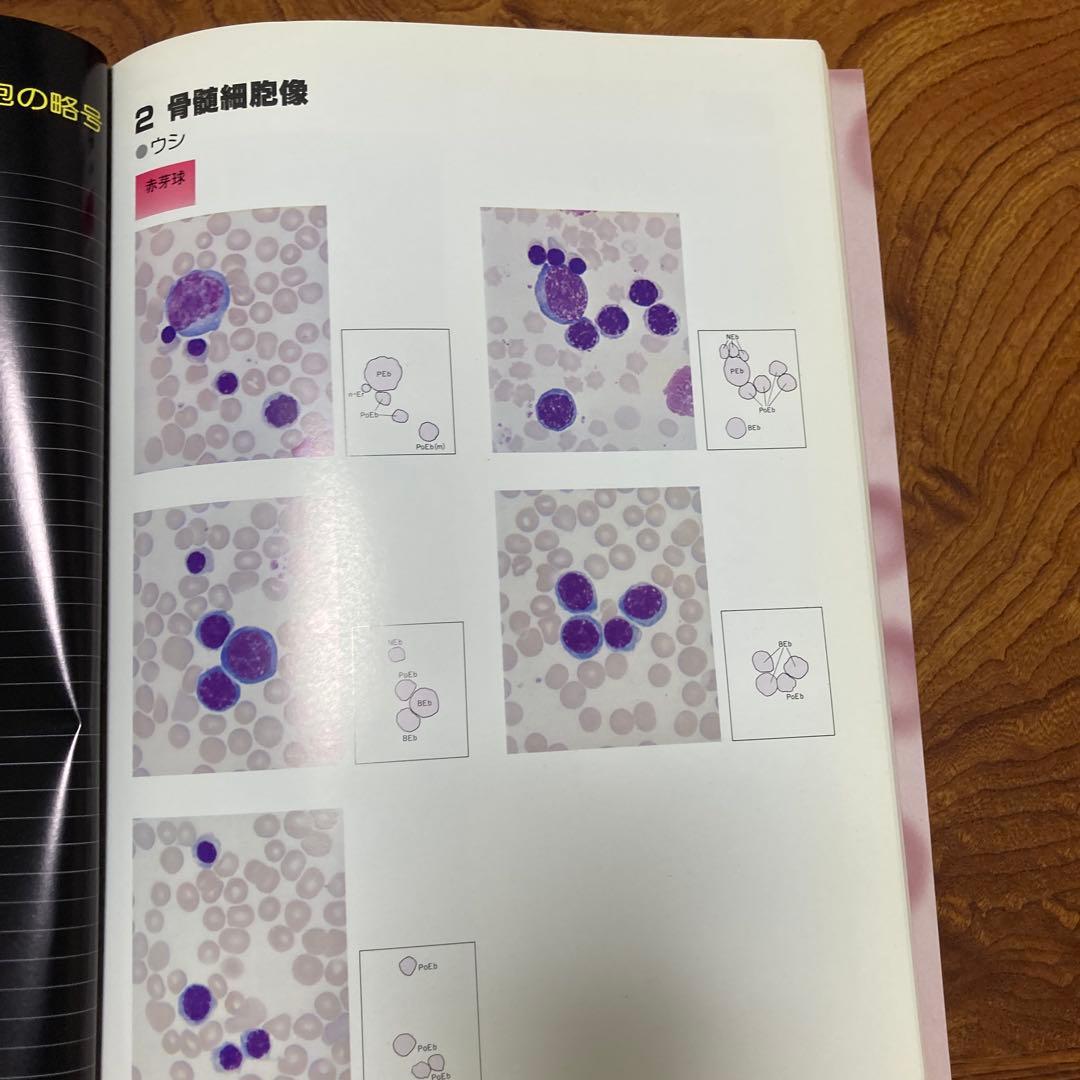 家畜血液図説 チクサン出版