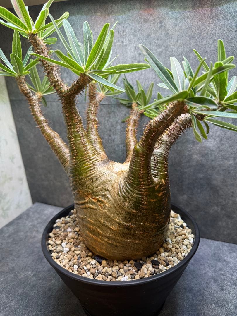 数量限定】アガベ オテロイ 種子 姫厳竜×黒火焔 30粒