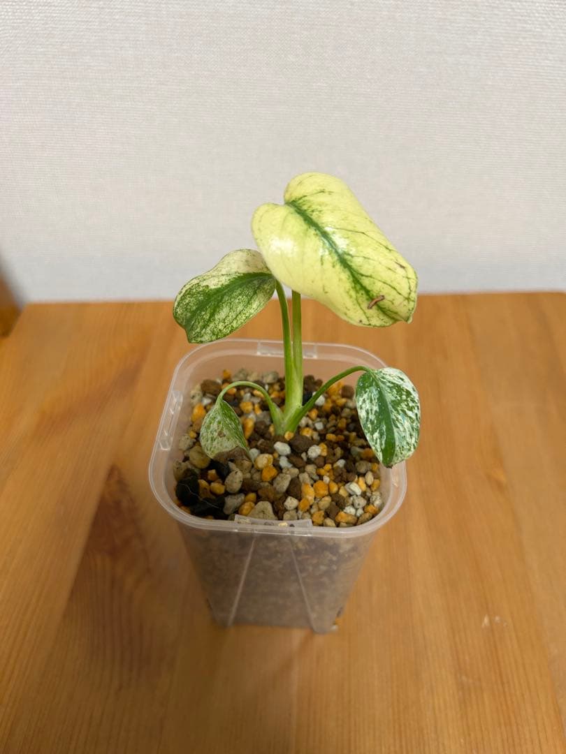 モンステラ ホワイトモンスター(天津蘭) 3号＊