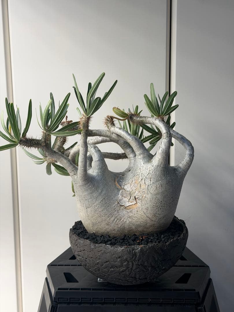 むむむさん　専用