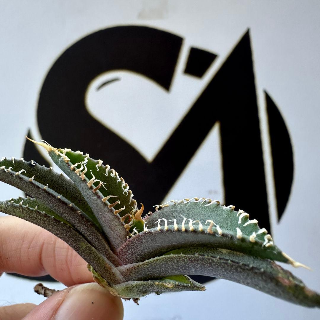 732【上澳園芸】 アガベ チタノタ shangao-014 白幽霊 - メルカリ