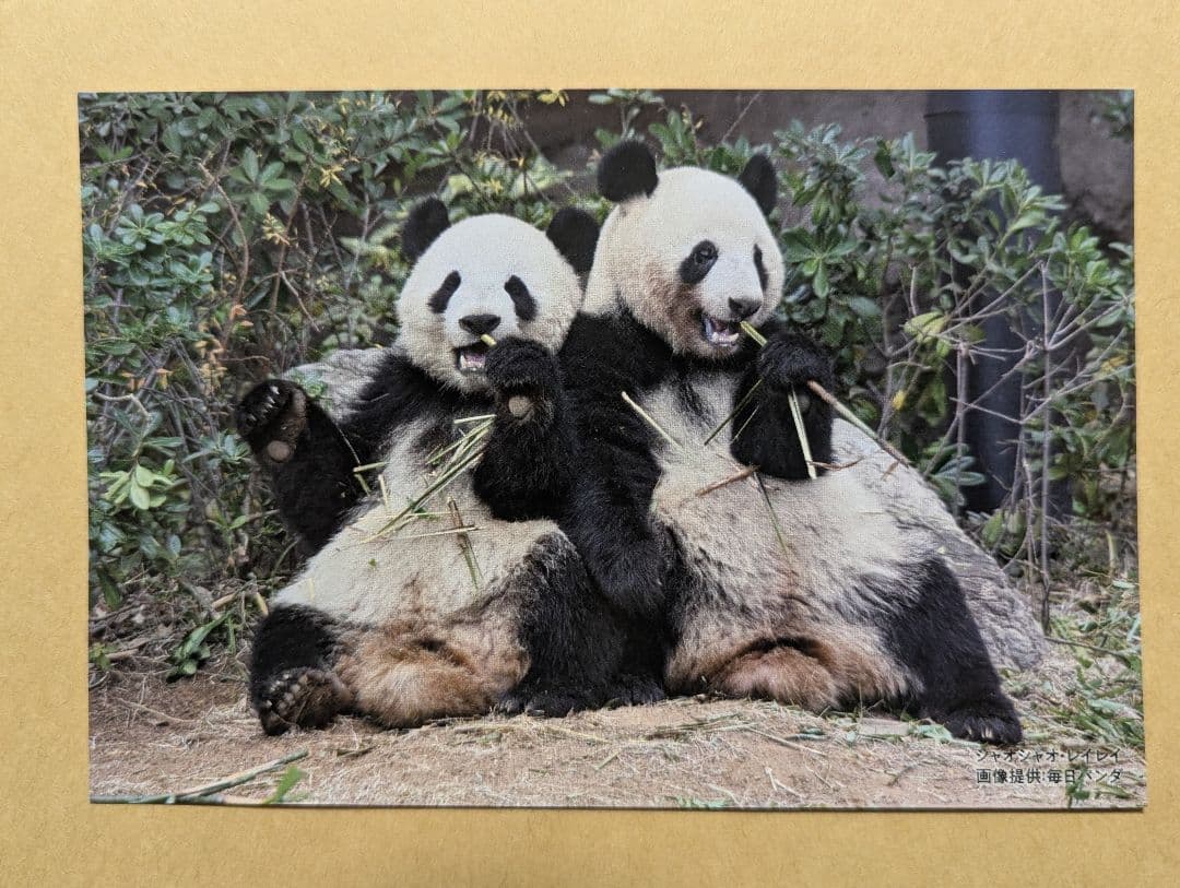 上野 松坂屋 シャオシャオ レイレイ 毎日パンダさんの双子の思い出