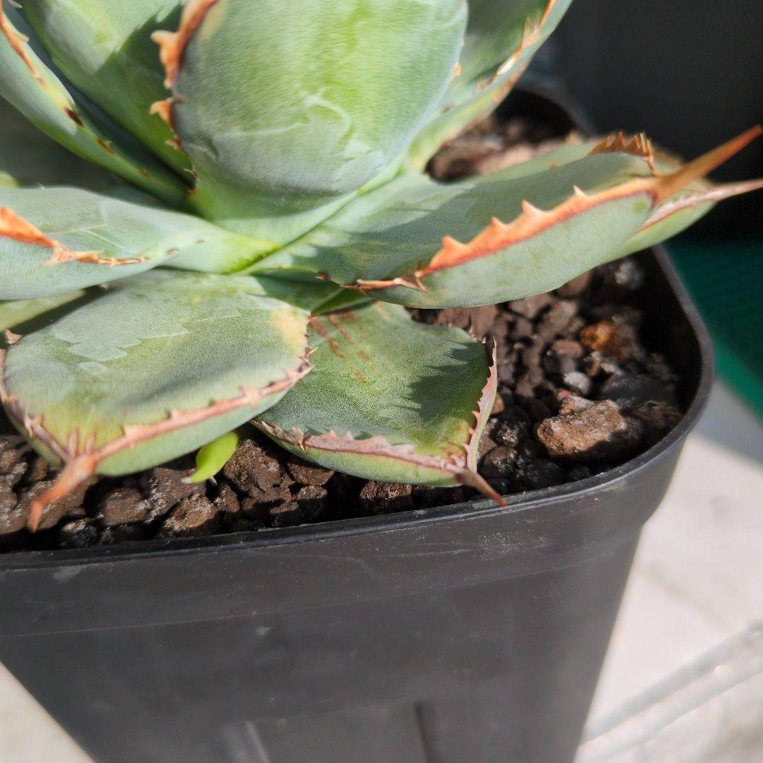 アガベ ハイブリッド 瀧雷☓甲蟹 縞斑 斑入り 希少 子株付き - メルカリ