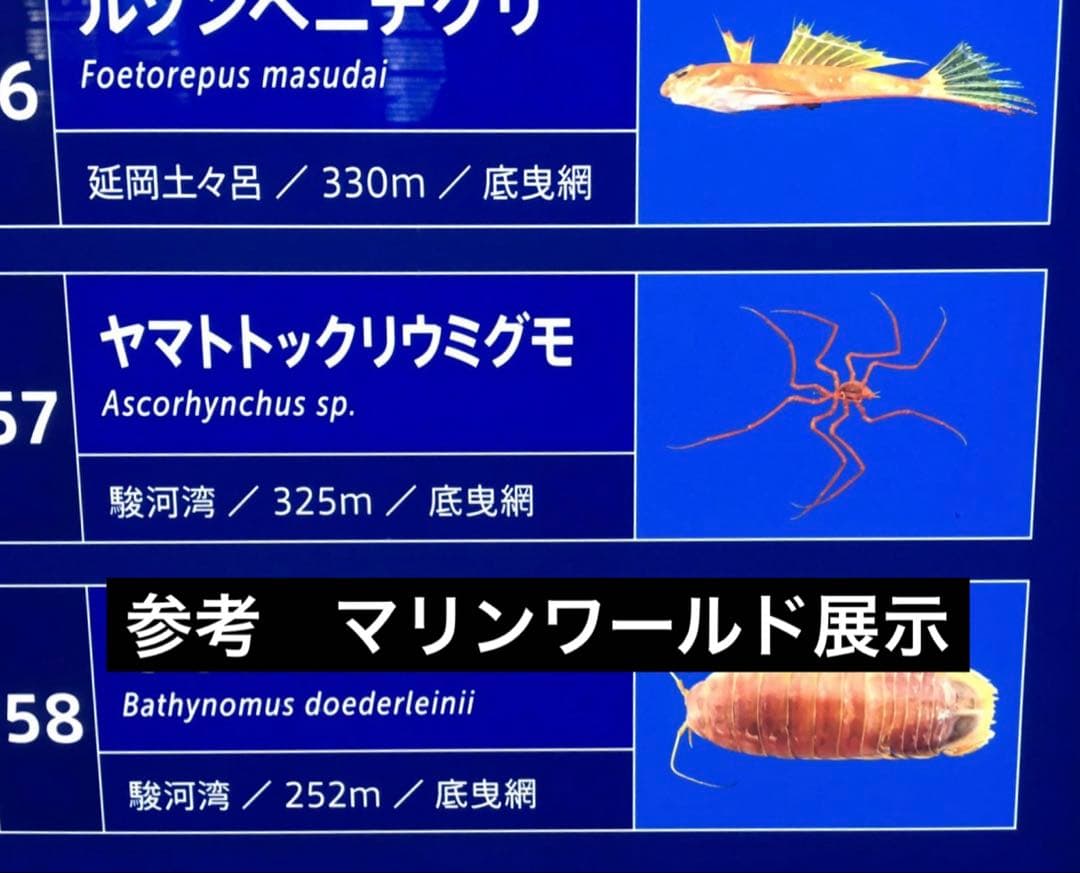 ウミグモ 深海生物樹脂封入標本 LEDライト付き 木製ケース - メルカリ