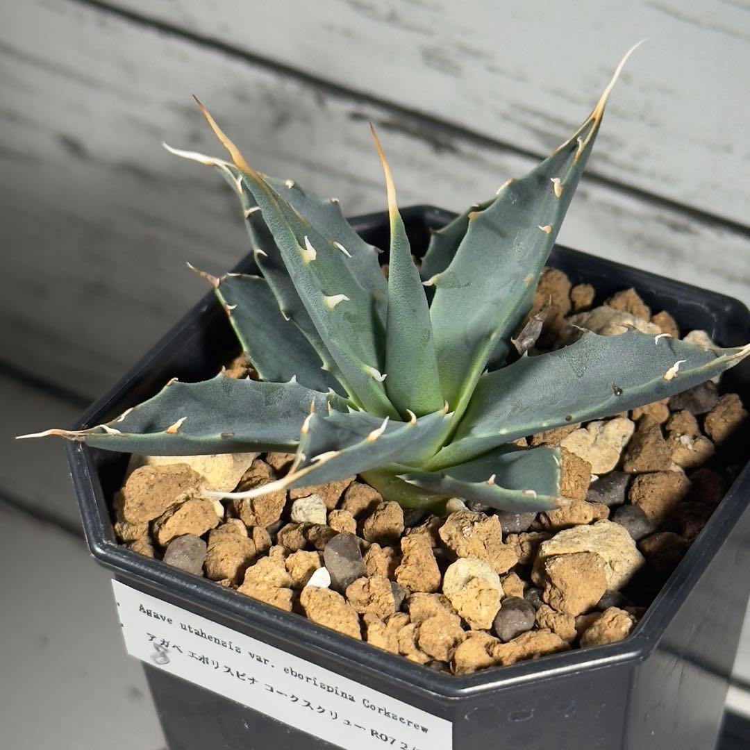 アガベ エボリスピナ コークスクリュー 実生No.8 - メルカリ