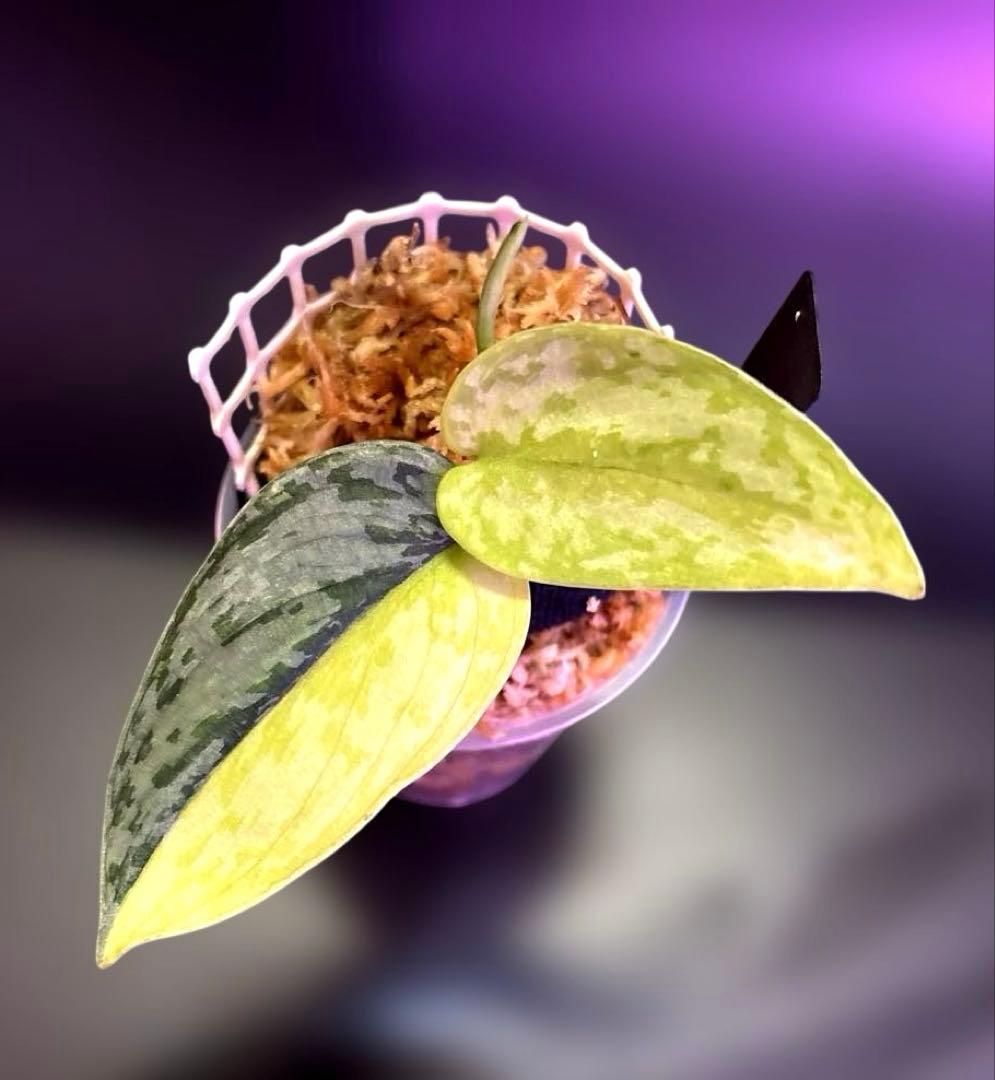 スキンダプサス 綺麗な セット F1