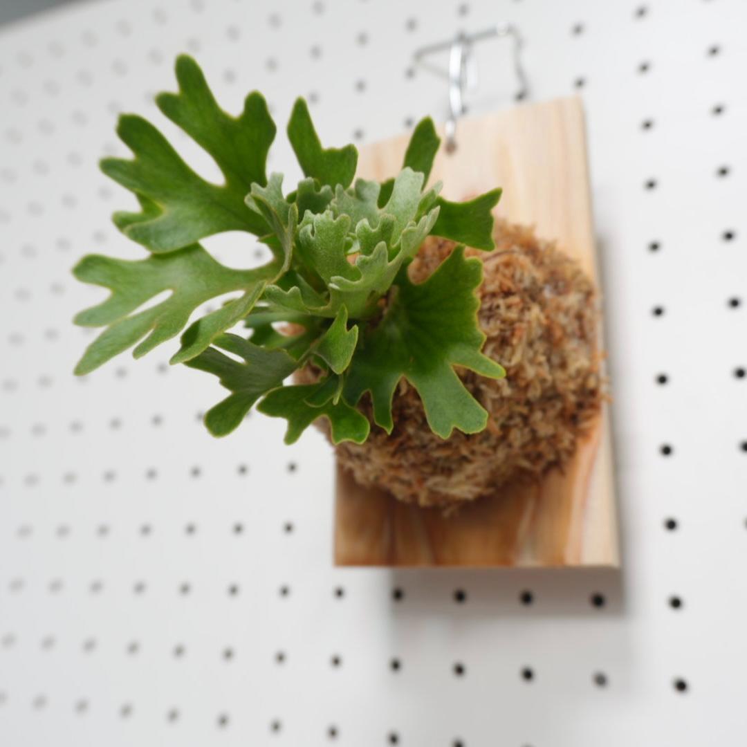 ビカクシダ リドレイ ドワーフ シルバー 板付 R-4