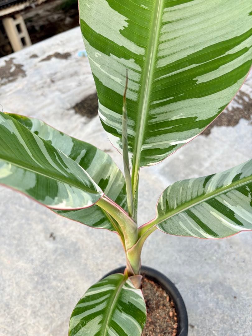 バナナ斑入り　アエアエ　美株　高さ80cm