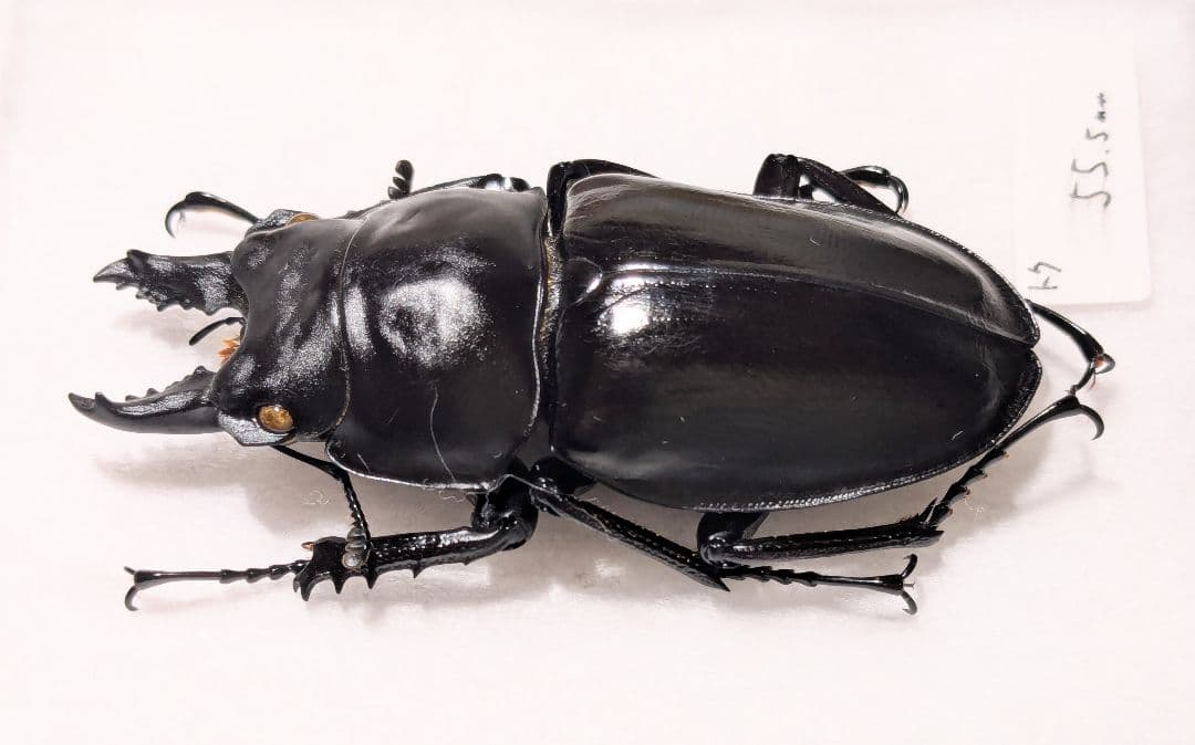 徳之　アマミマルバネ