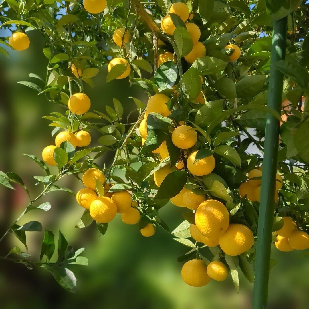 みつばち果樹園 湘南ゴールド 2.7kg サイズmix - メルカリ