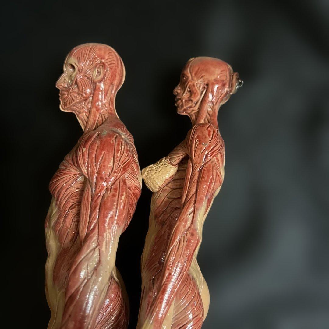 人体模型　貴重　激レア　男女