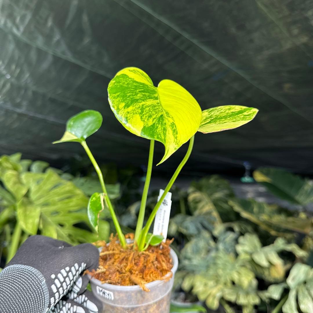 MRY1モンステラ デリシオーサ イエローマリリン 黄斑入り - メルカリ