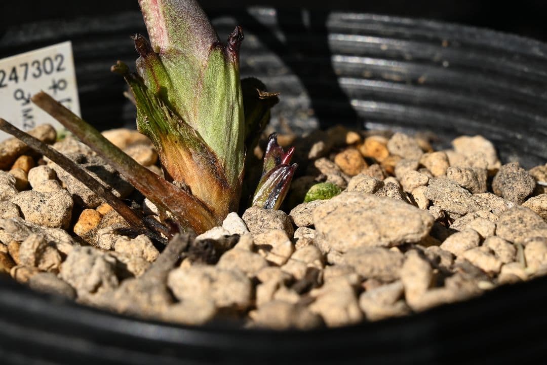 クリスマスローズ 最新花！sdキラメキ✩チョコレート 加藤農園