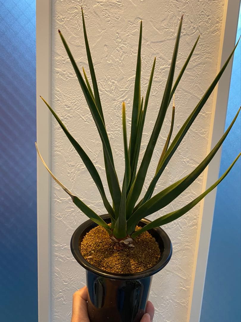 【超希少】 ドラセナ シナバリ コレクション株 実生10年以上