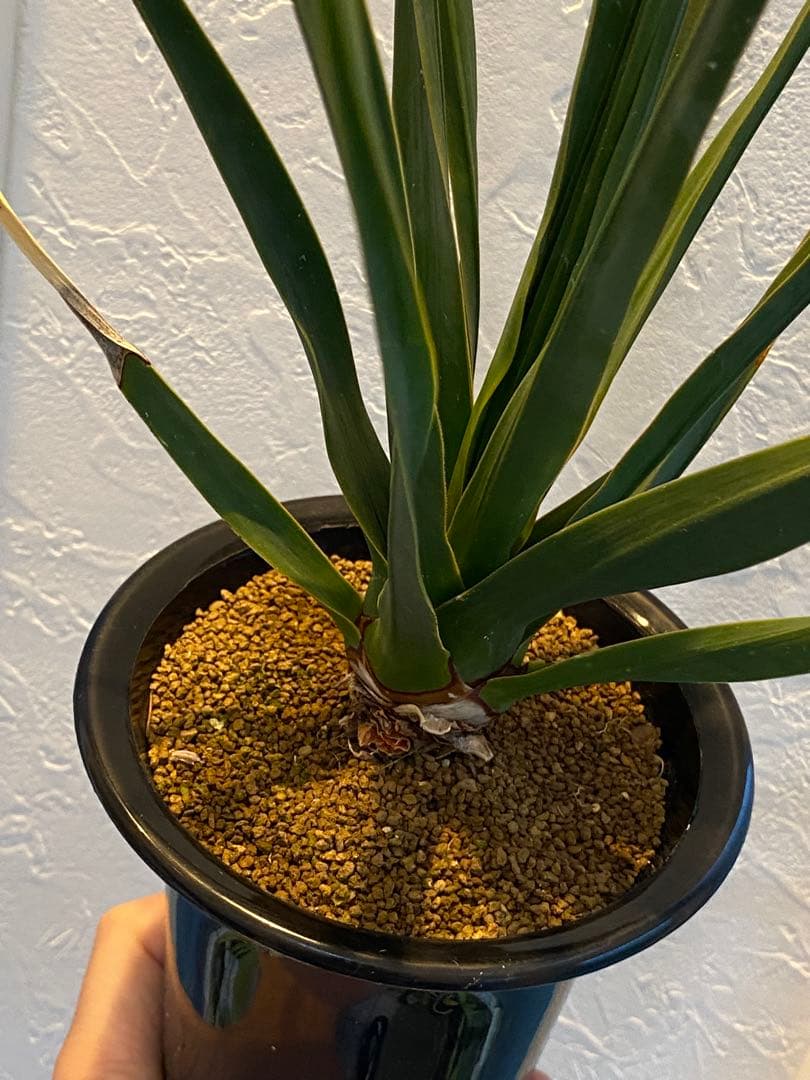 【超希少】 ドラセナ シナバリ コレクション株 実生10年以上