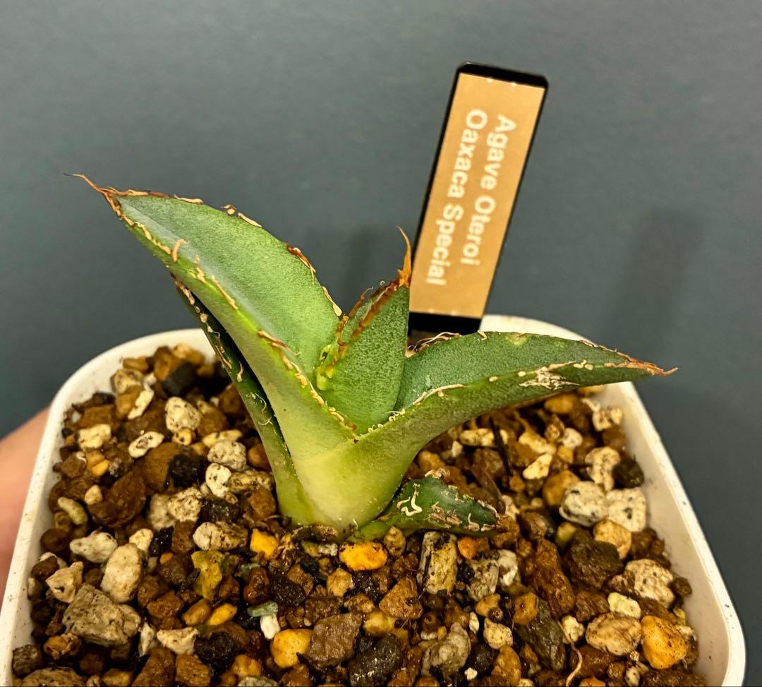 アガベ オアハカオテロイ現地実生株の仔株/検悪魔くんスーパーチタノタ