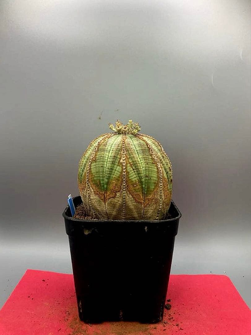 《3号WB》ユーフォルビア　オールド　オベサ　雌株