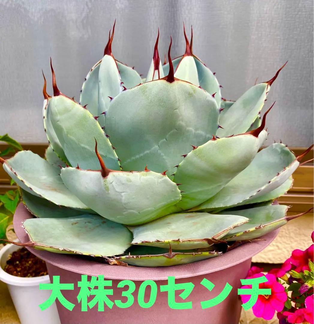 アガベ パリー トランカータ 大株