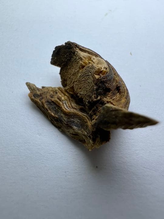 古渡命銘木  御家流名香　伽羅　【まゆずみ】0.173g 香木/お香/沈香/伽羅