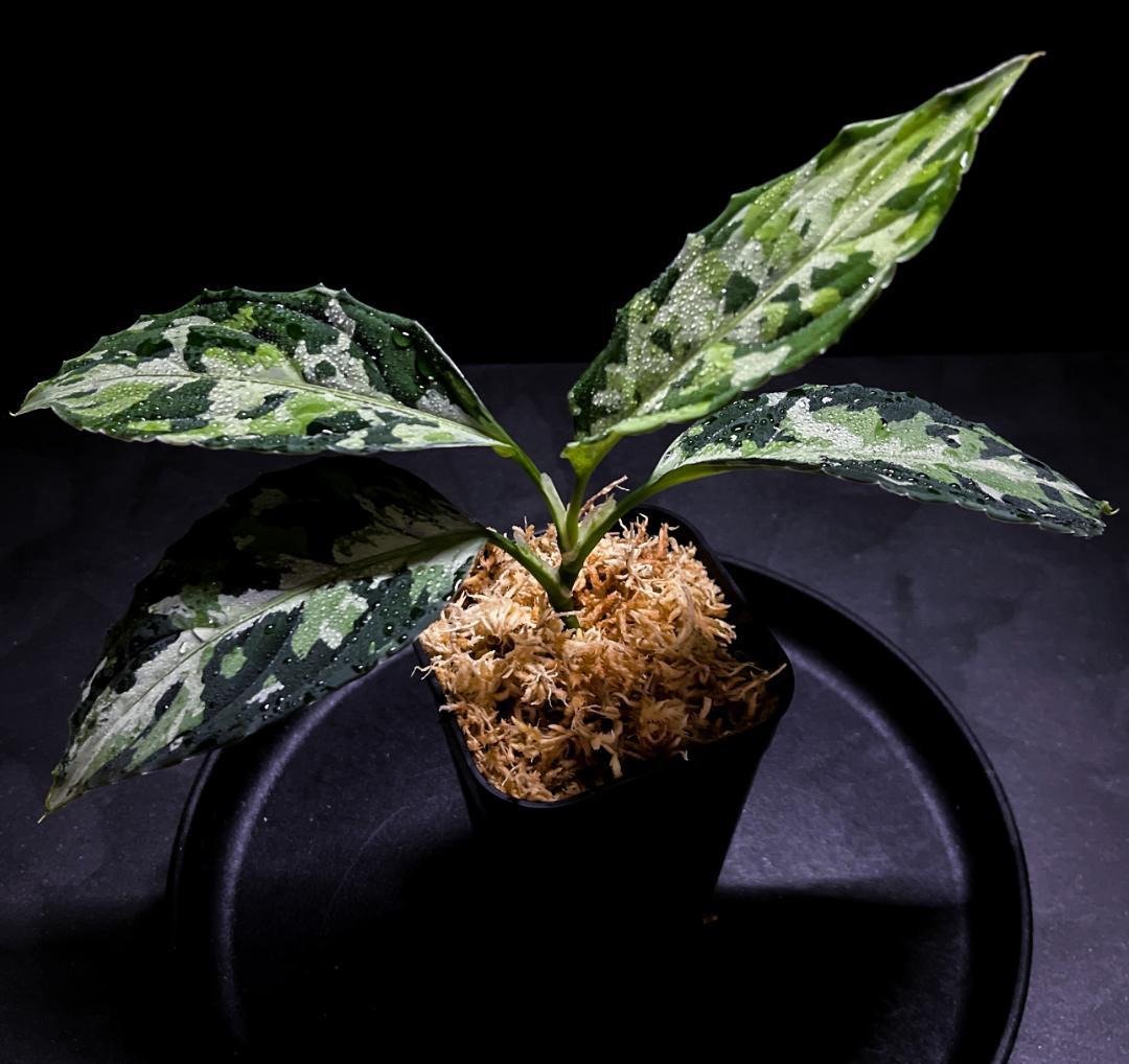 南スマトラ産-現地便です- マルチカラー アグラオネマ ピクタム 13