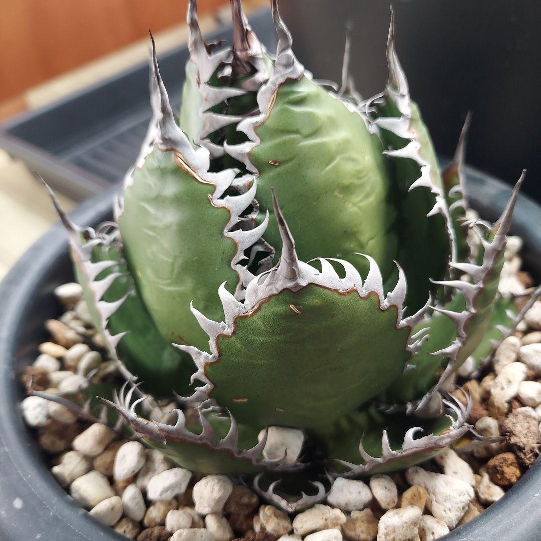 アガベ ホリダ 陽炎 ボールタイプ 発根済み 鉢ごと発送 メルカリ便