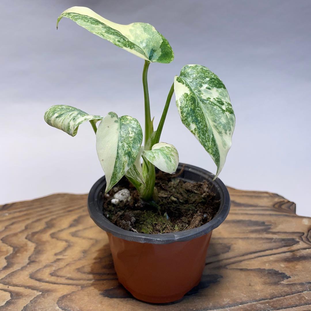 q25モンステラ デリシオーサ レガシー 斑入り - メルカリ