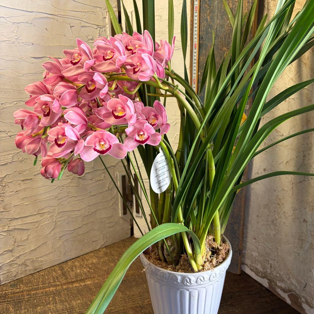 特選】 シンビジューム 苺の雫 アーチ 7寸7本立ち - メルカリ