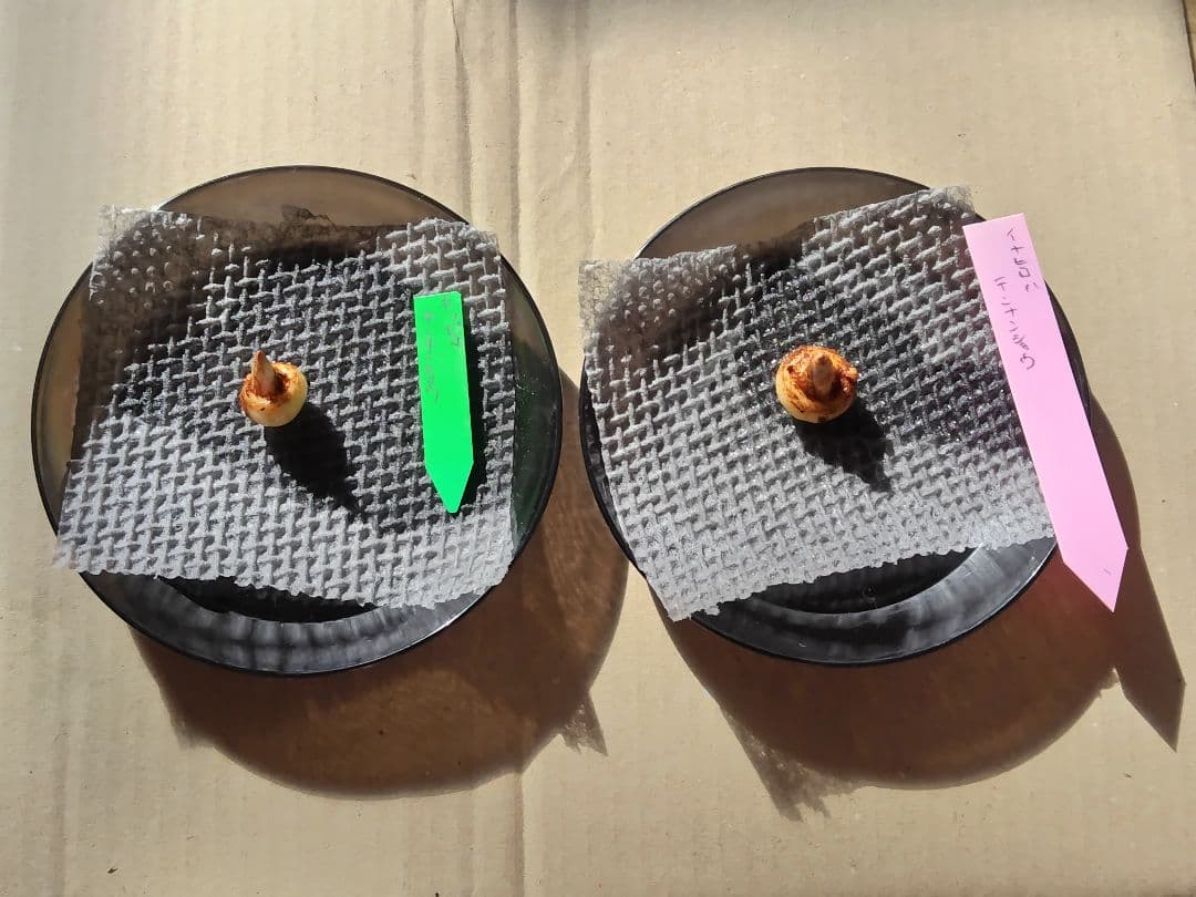 yoranda　 イナヒロハテンナンショウ、セッピコテンナンショウ　球根