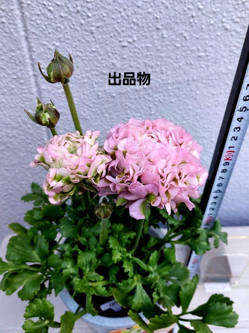 レア色、ラナンキュラスポンポン『ハーマイオニー』透け感綺麗な5号