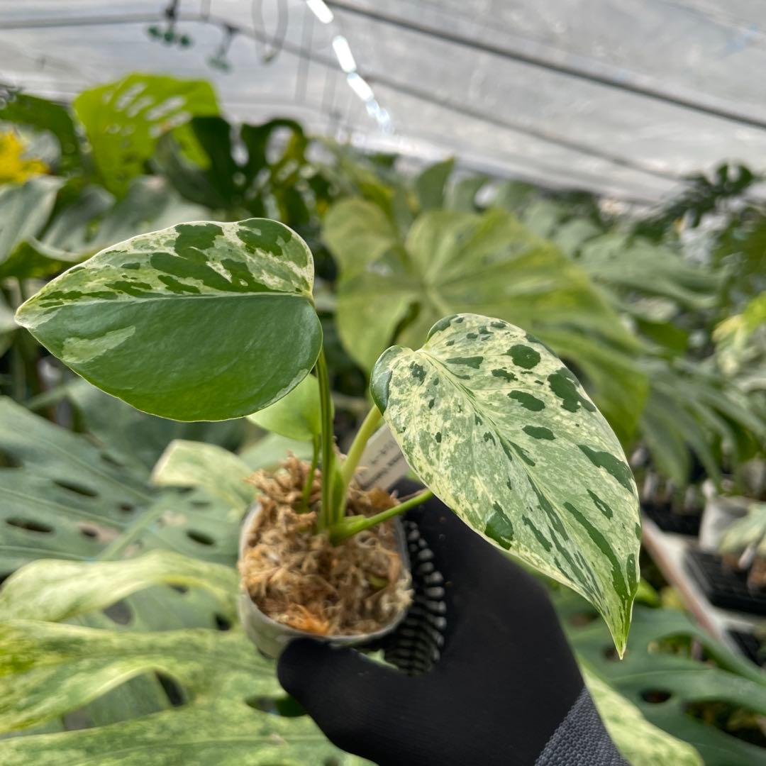 14モンステラ デリシオーサ ベトシオーサ 2寸ポリポット ネコポス発送