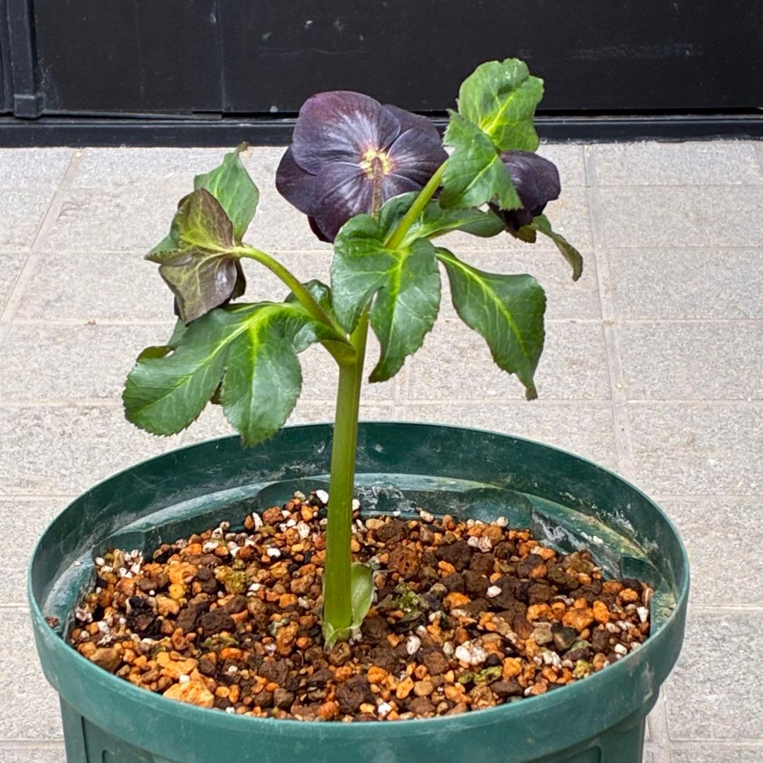 ま*こ様 3554☘️ラスト2☘️蕾花付☘️親株☘️特大7号⭐️黒タグ付(入手時