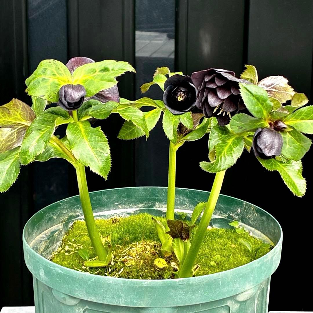 ま*こ様 3554☘️ラスト2☘️蕾花付☘️親株☘️特大7号⭐️黒タグ付(入手時