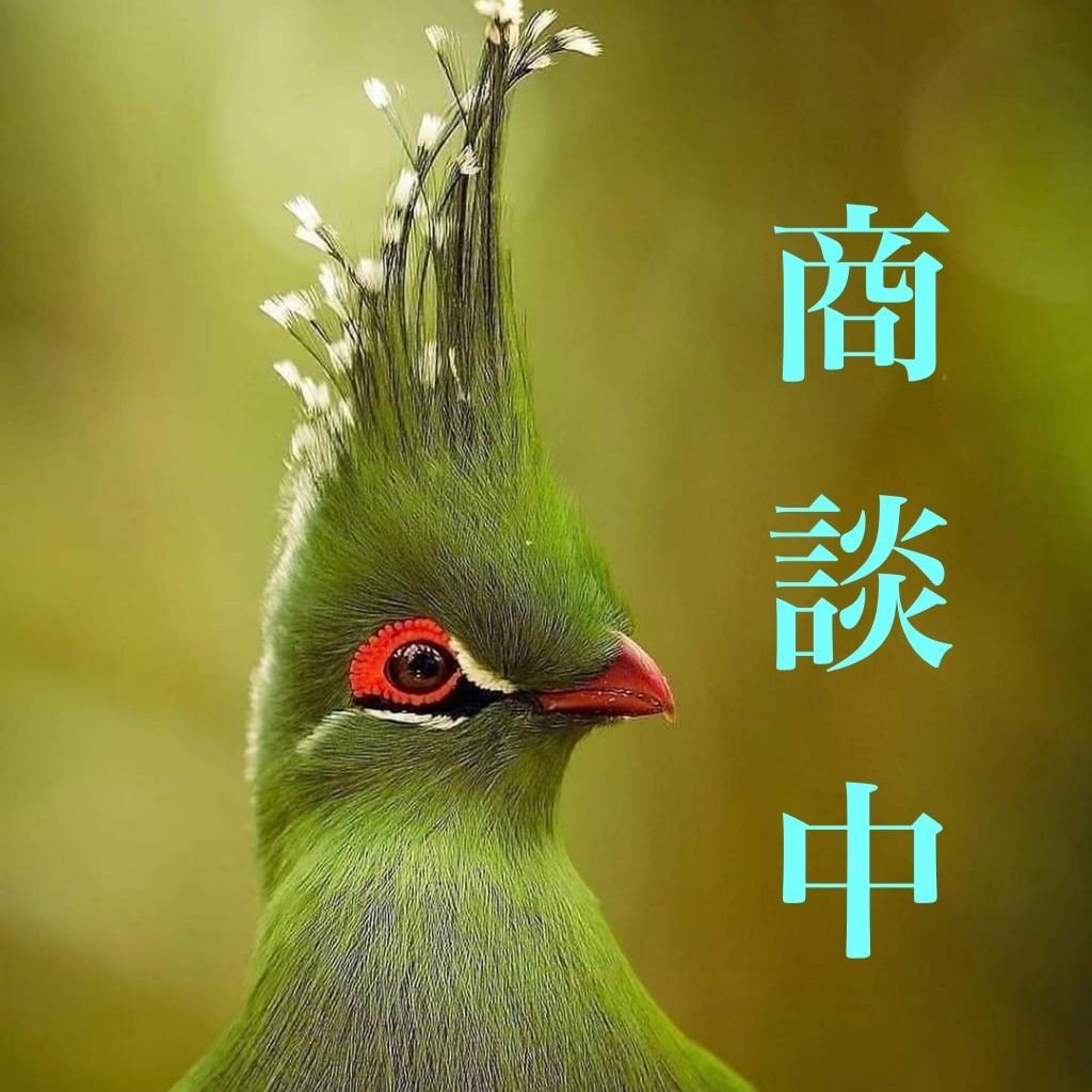 ヒグチユウコ ボリス雑貨店 【ルイス・ウェインのネコたち】 ニャンコ