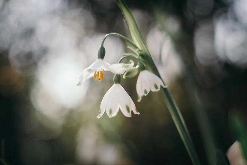 78【希少】初期型 Helios1950年製造 ヘリオス44 アダプター付 - メルカリ