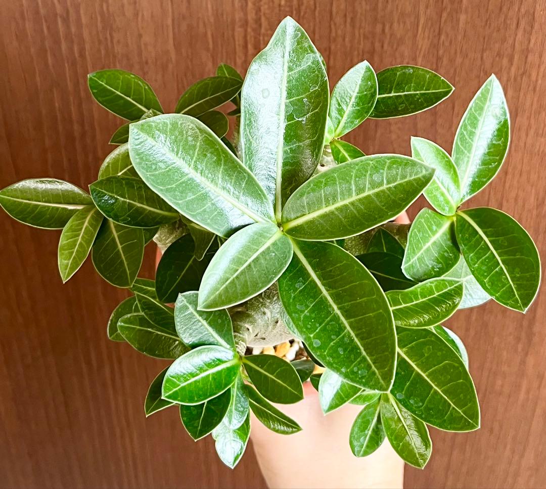 極美/激レア/ドワーフ/極太】アデニウム アラビカムV2ハック鉢植えE-6