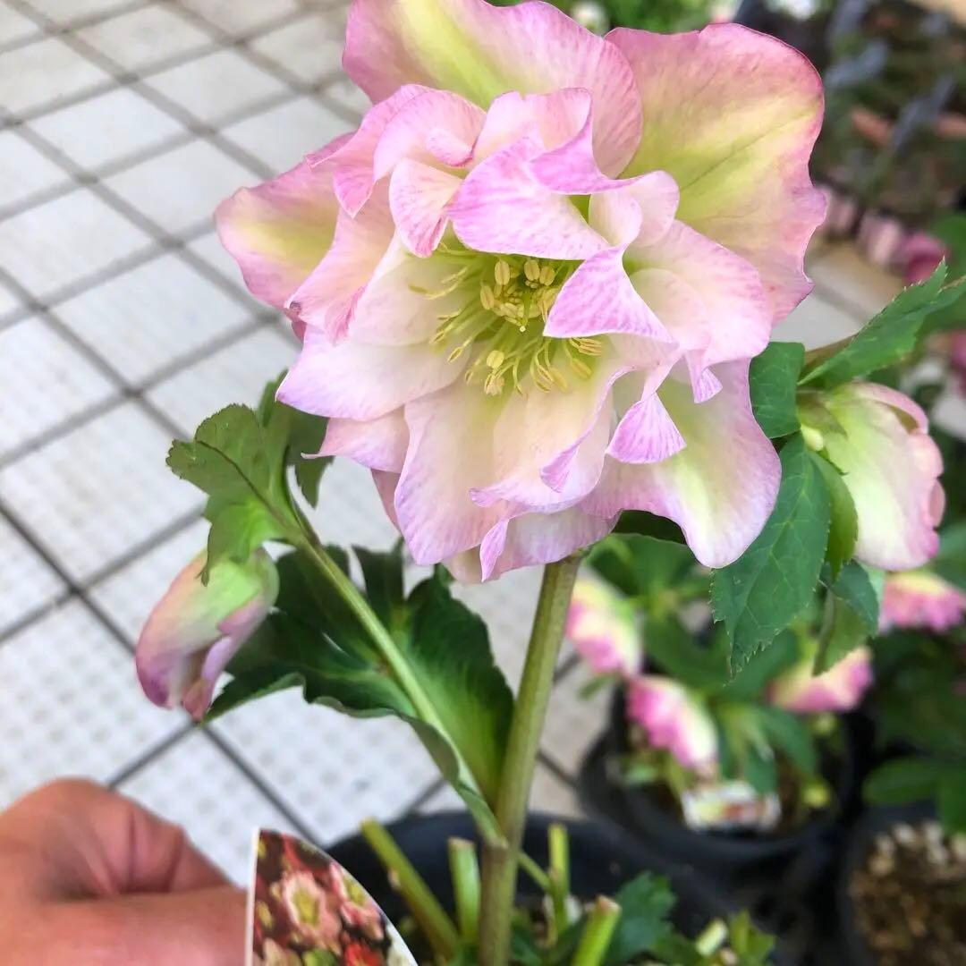 新春大特価 クリスマスローズ 八重 8種セット 豊園芸 花付き現品発送