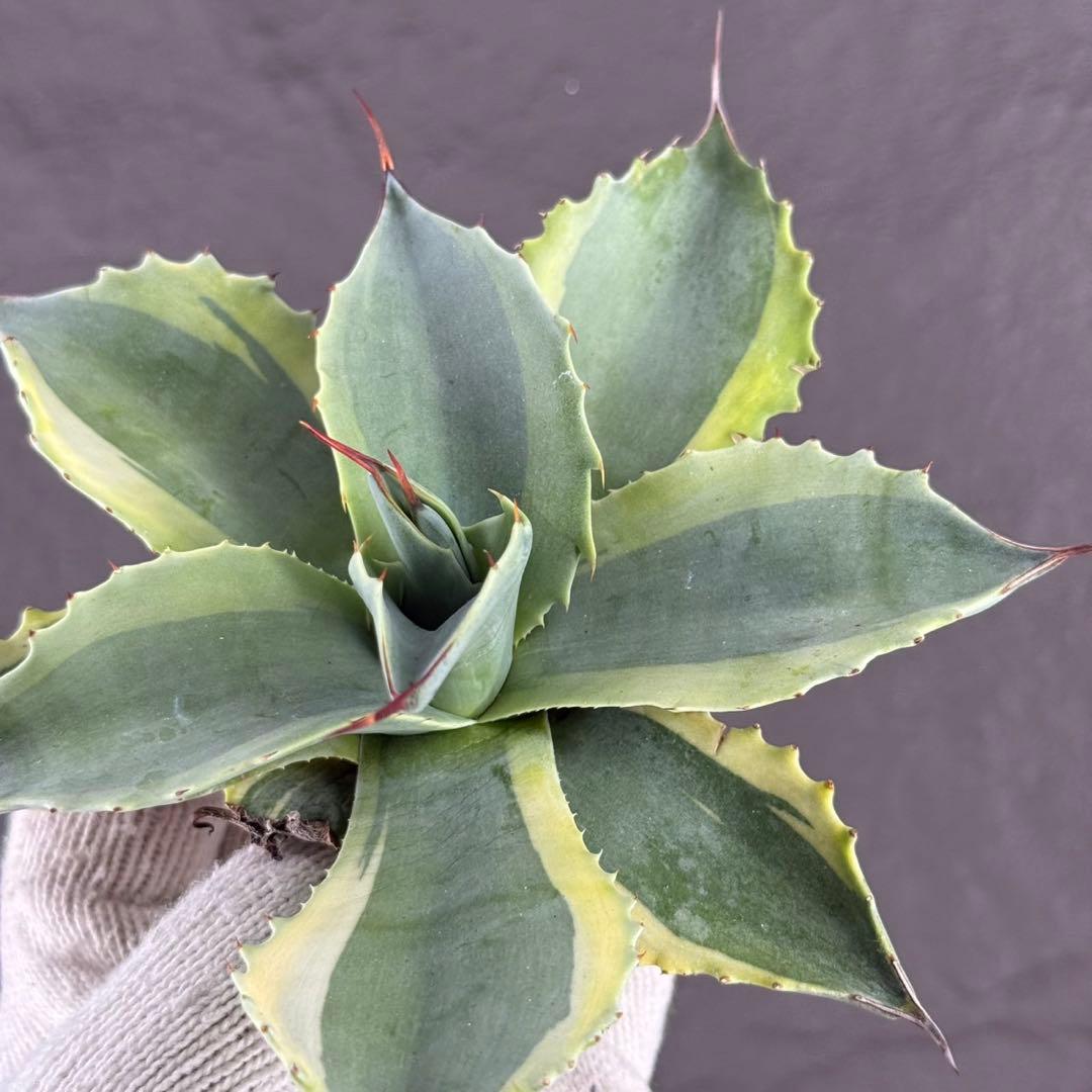 y*y様 【アガベ オバティフォリア“オルカ”】地植え/-18℃まで/極上　L2