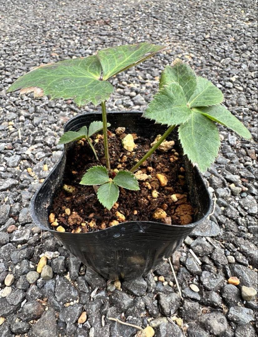 クリスマスローズ ブラウニー 交配苗 大木ナーサリー - メルカリ