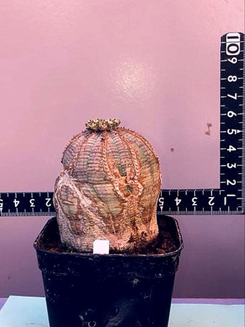 《3号W》ユーフォルビア　オールド　オベサ　雄株