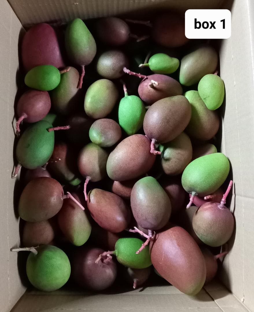 マンゴー+摘果 / 16 kg including box - メルカリ