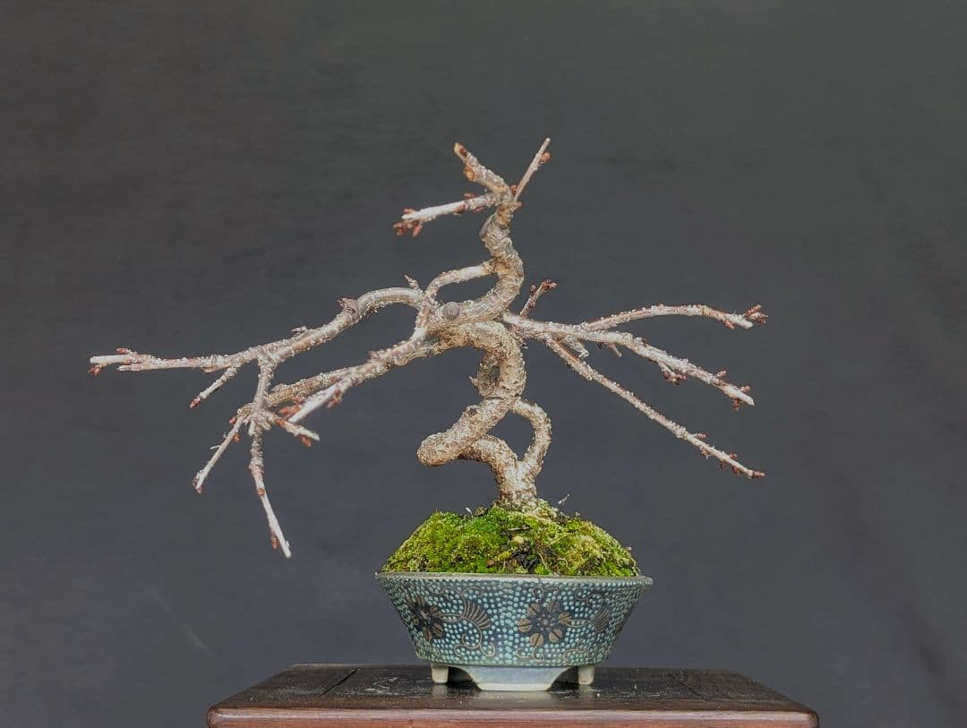 富士しだれ桜 サクラ ミニ盆栽 小品盆栽