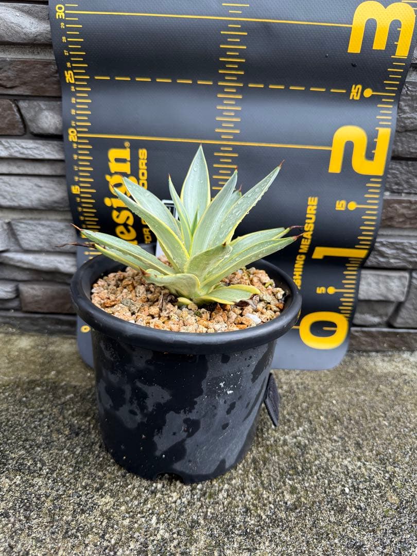 アガベ デスメティアーナ ブルームーン 銀河旅人 - メルカリ