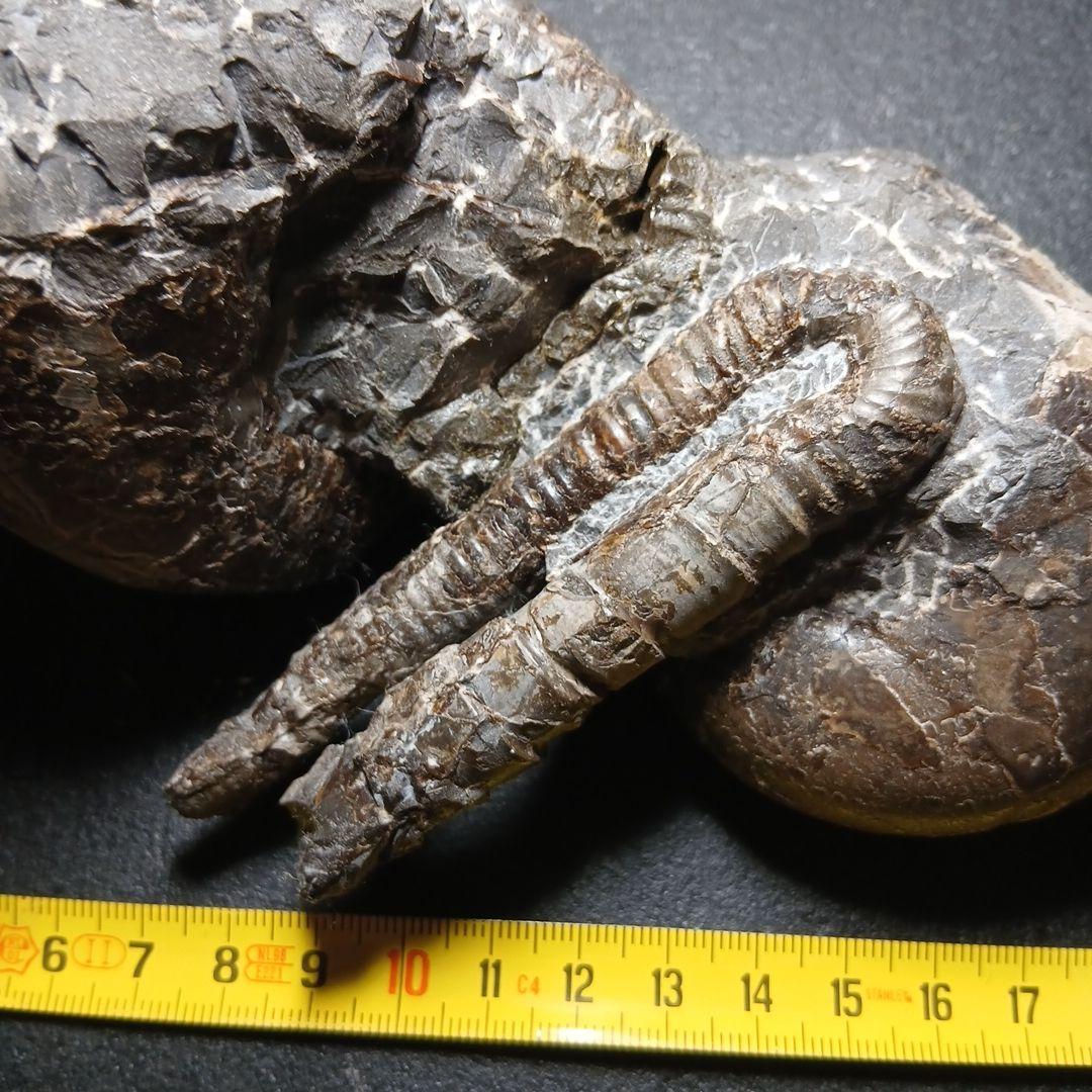 三笠産アンモナイト共生化石 - メルカリ